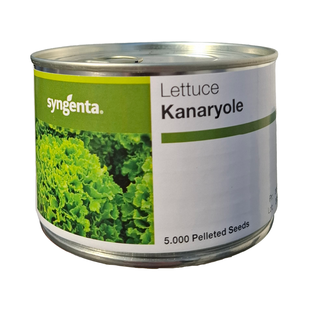 Seminte de legume - Seminte salata KANARYOLE - 5000 Seminte