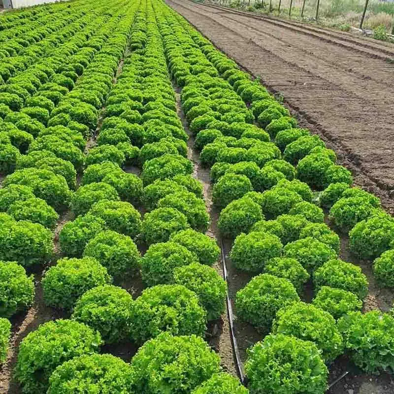 Seminte de legume - Seminte salata MARITIMA - 5000 Seminte, drajata, tip batavia