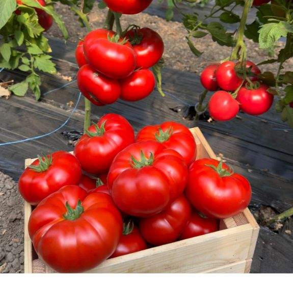 Nedeterminate - Seminte tomate ALDEMIR F1 - 500 seminte