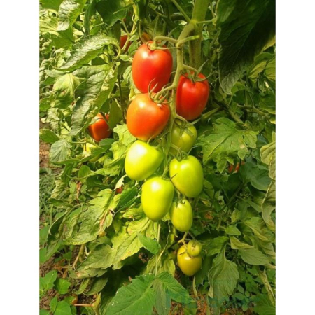 Seminte de legume - Seminte tomate alungite Magneto F1 - 1000 seminte
