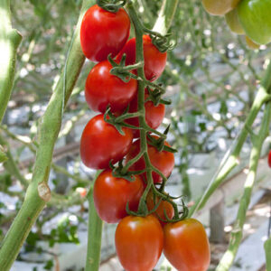 Tomate cherry - Seminte tomate Ardiles F1 - 100 sem