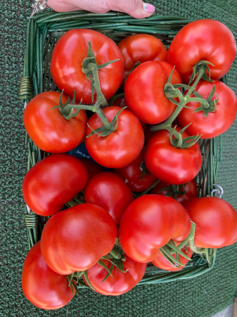 Seminte tomate Badalona F1 - 250 seminte [5]