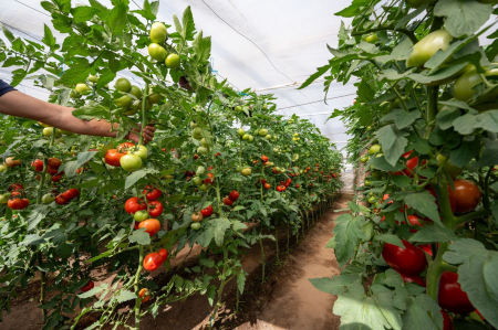 Seminte tomate Badalona F1 - 250 seminte [6]