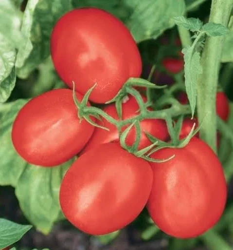 Nedeterminate - Seminte tomate Barrick F1 - 10.000 Seminte