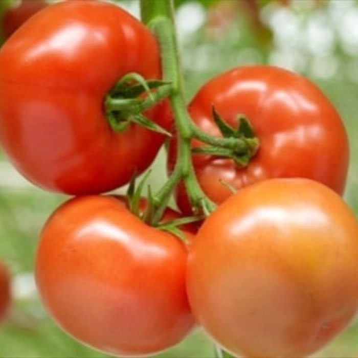 Seminte de legume - Seminte tomate BARTEZA F1 - 500 seminte