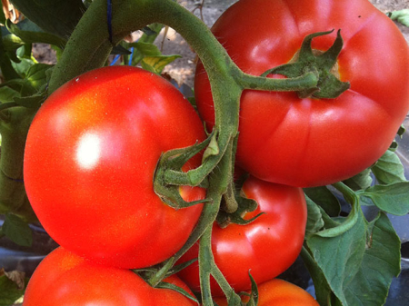 Nedeterminate - Seminte tomate BELFORT F1 - 500 seminte