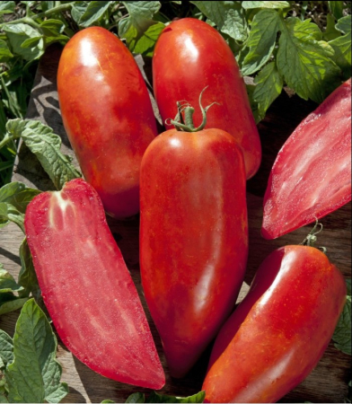 Nedeterminate - Seminte tomate BELLANDINE F1 - 250 seminte