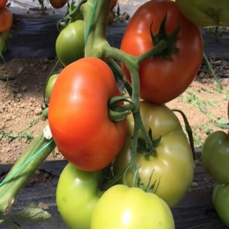 Seminte de legume - Seminte tomate BESUTO F1 - 500 sem