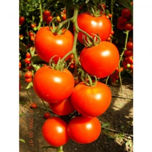 Seminte de legume - Seminte tomate Brillante F1, nedeterminate  - 100 seminte