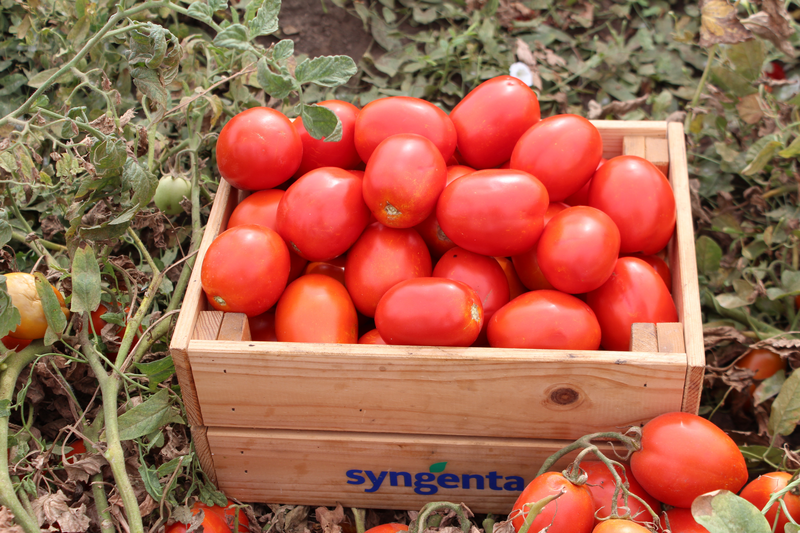 Seminte de legume - Seminte tomate Brixtone F1 - 5000 Seminte