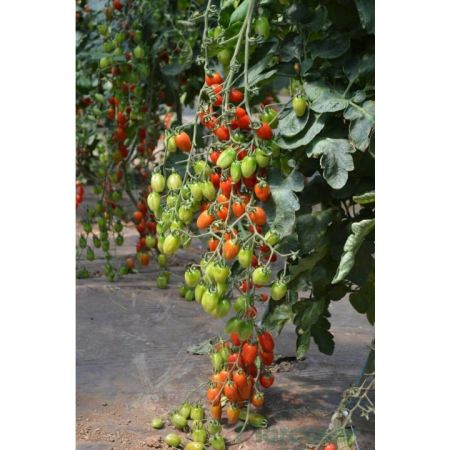 Tomate cherry - Seminte tomate cherry Ferdinand F1 - 250 seminte