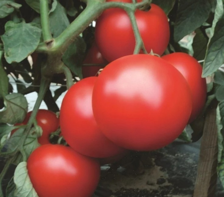 Tomate cherry - Seminte tomate cherry REDIANA F1 - 1000 seminte