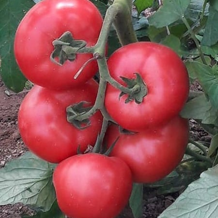 Nedeterminate - Seminte tomate cu crestere nedeterminata Manistella F1 - 100 seminte