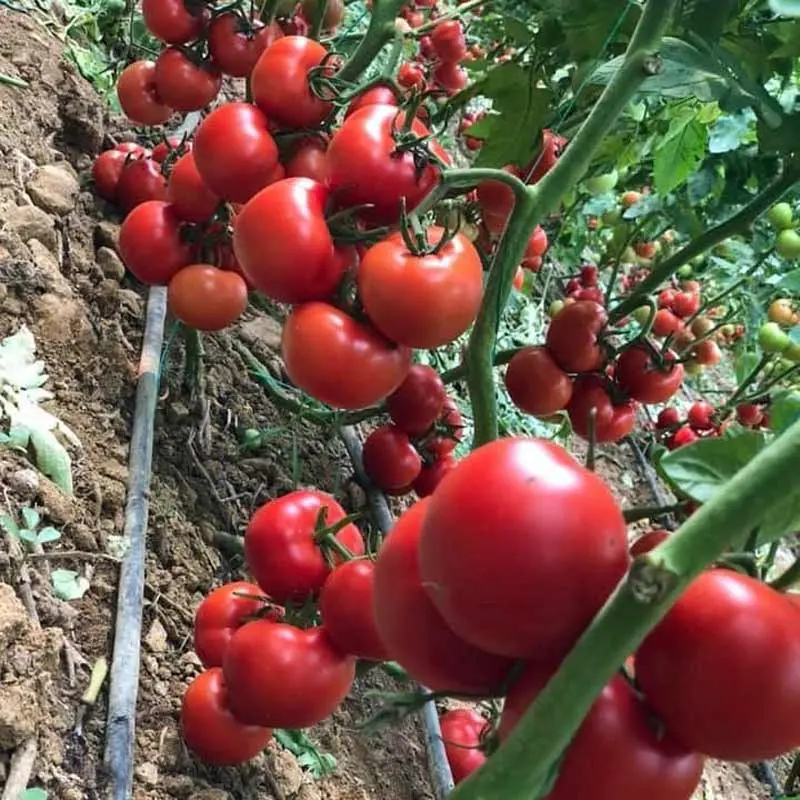 Nedeterminate - Seminte tomate DEMIROZ F1 - 1000 Seminte