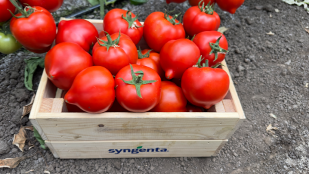 Semideterminate - Seminte tomate Dominet F1 - 500 seminte