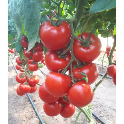 Nedeterminate - Seminte tomate Donnatino F1 - 250 seminte
