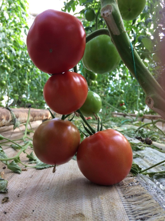 Nedeterminate - Seminte tomate EURASIA F1 - 1000 Seminte