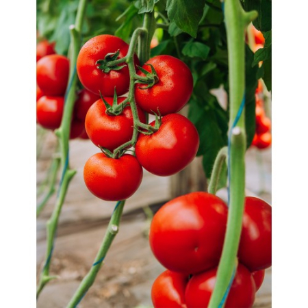 Semideterminate - Seminte tomate GALICENO - 500 seminte