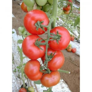 Determinate - Seminte tomate Galina F1 - 100 semințe