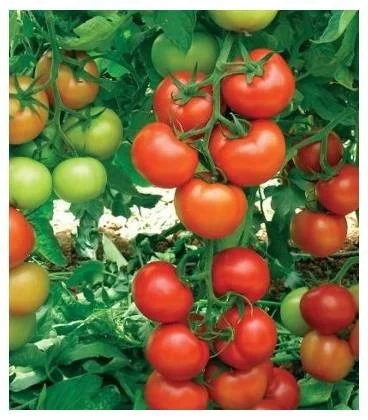 Nedeterminate - Seminte tomate GELIDONIA F1 - 500 Seminte
