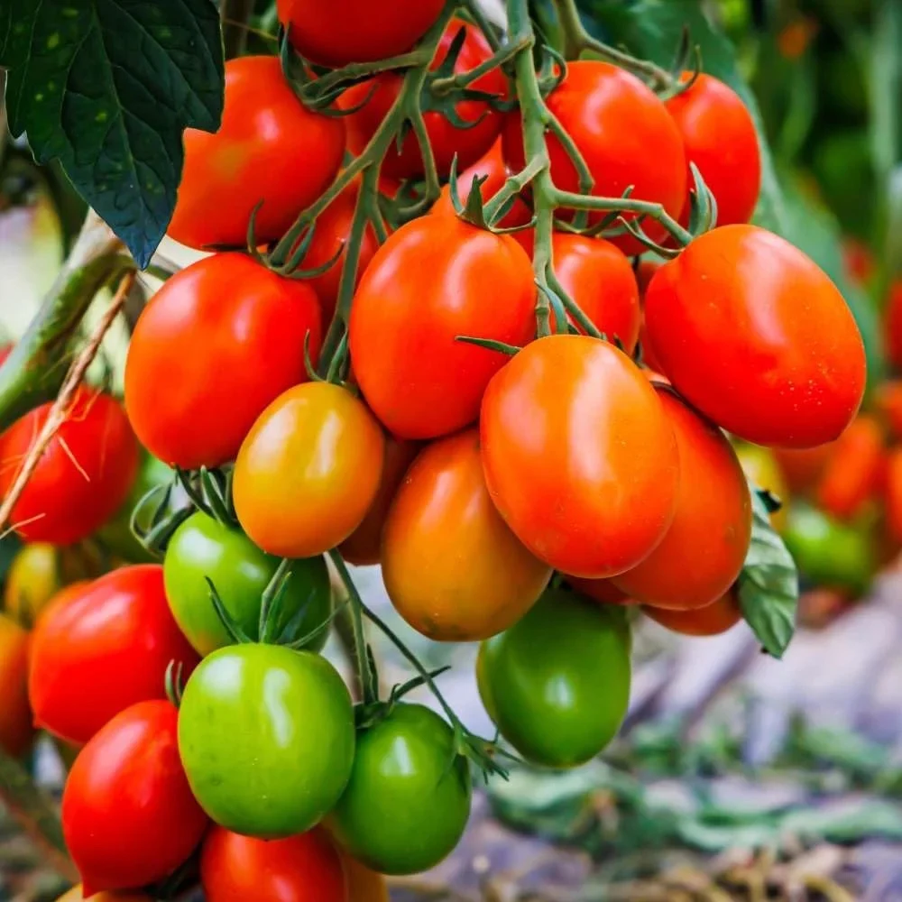 Determinate - Seminte tomate Incipit F1 - 10.000 Seminte