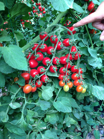 Tomate cherry - landolino-f1