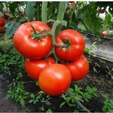 Seminte de legume - Seminte tomate Macsin F1, nedeterminate - 100 seminte