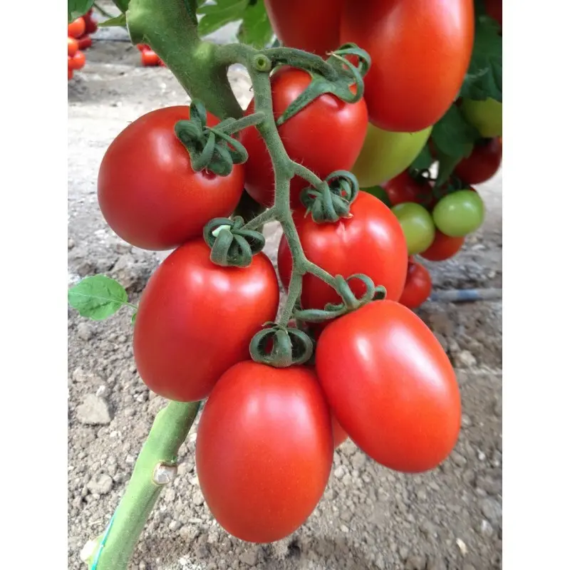 Seminte de legume - Seminte tomate MILIONETY F1 - 500 Seminte