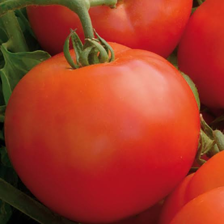 Determinate - Seminte tomate Mirsini F1 - 1000 Seminte , crestere determinata