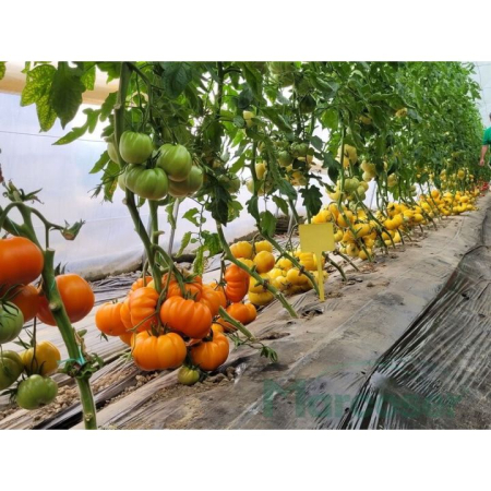 Nedeterminate - Seminte tomate Monte Orange F1 - 250 seminte