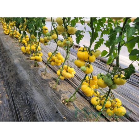 Nedeterminate - Seminte tomate Monte Yellow F1 - 250 seminte