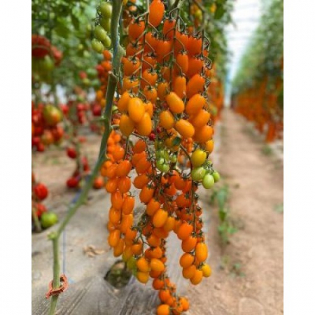 Seminte de legume - Seminte tomate Orangewest F1 - 100 seminte