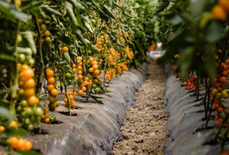 Seminte tomate Orangewest F1 - 100 seminte [1]