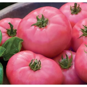 Nedeterminate - Seminte tomate PINK INCE F1 - 1000 Seminte