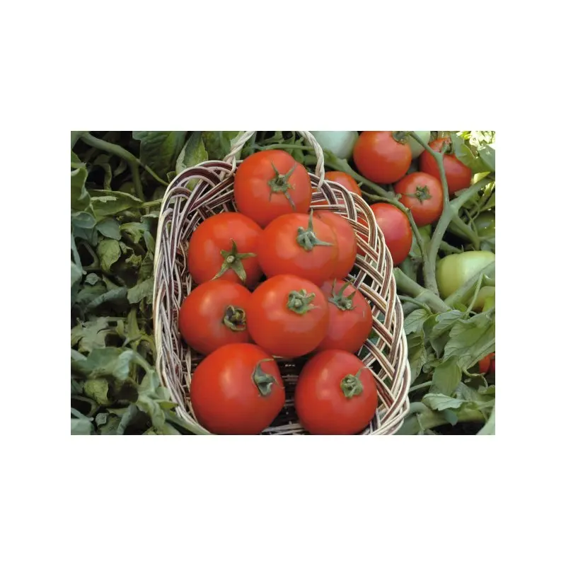 Determinate - Seminte tomate Polfast F1 - 1000 seminte