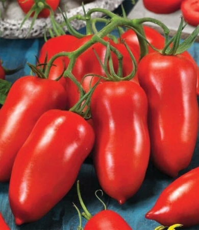 Seminte de broccoli - Seminte tomate POZZANO F1 - 250 seminte