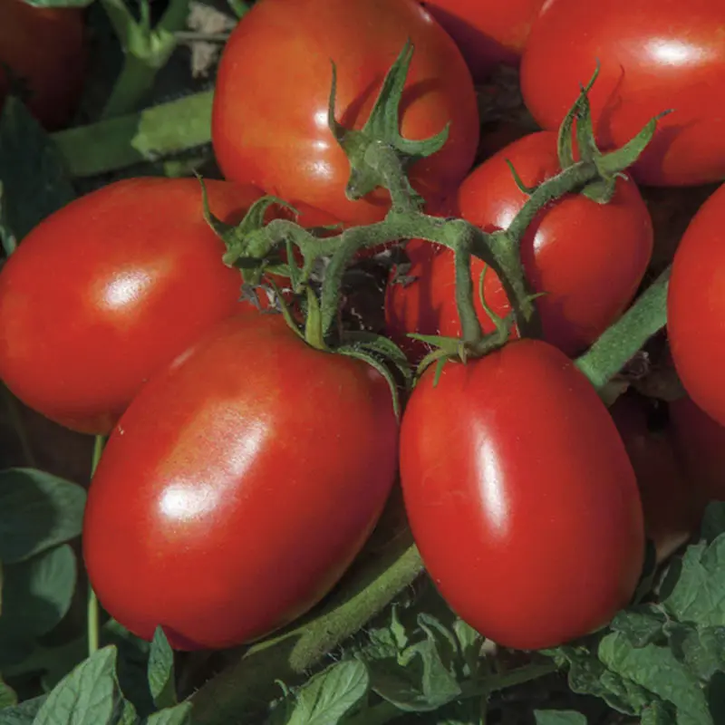Seminte de tomate - Seminte tomate Redix F1 - 2500 Seminte, determinat, prunisoara