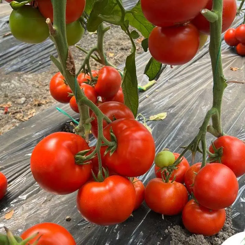 Nedeterminate - Seminte tomate SVTH3053 F1 - 500 Seminte