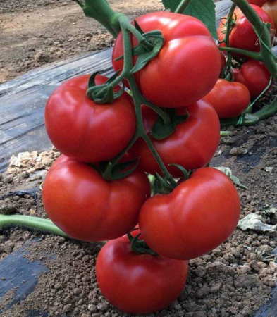 Nedeterminate - Seminte tomate Vitara F1 - 250 seminte