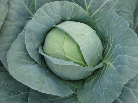 Seminte varza albă BUCHAREST F1 - 2500 seminte [2]