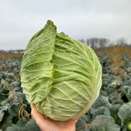 Seminte de legume - Seminte varza alba Tundra F1 - 2500 Seminte