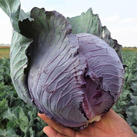 Seminte de legume - Seminte varza rosie Romus F1 - 1000 Seminte