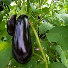 Seminte de vinete - Seminte vinete Onyx F1 - 1000 seminte