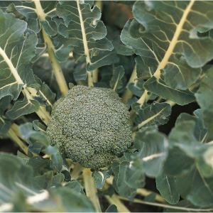 Semințe de broccoli Lucky F1 - 1.000 semințe [0]