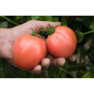 Determinate - Seminte tomate Torbay F1- 1.000 semințe