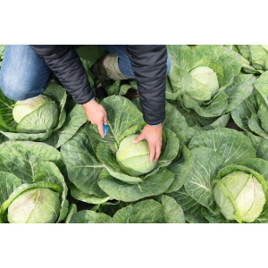 Seminte varza Farao F1 - 2.500 semințe [1]