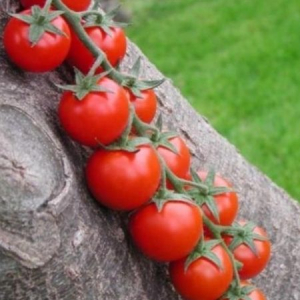 Tomate cherry - shiren-f1