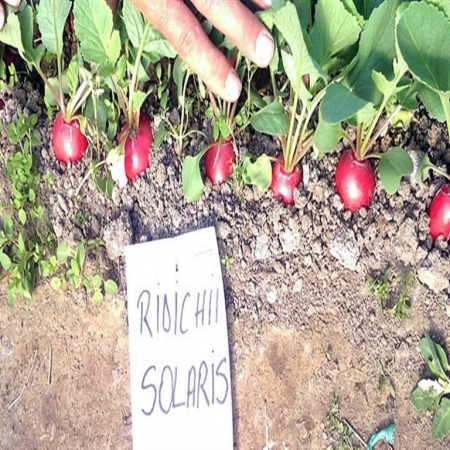 Seminte de ridichii - Seminte ridichii Solaris F1 - 10 000 seminte