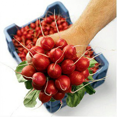 Seminte de ridichii - Seminte ridichii Sora - 250 GR