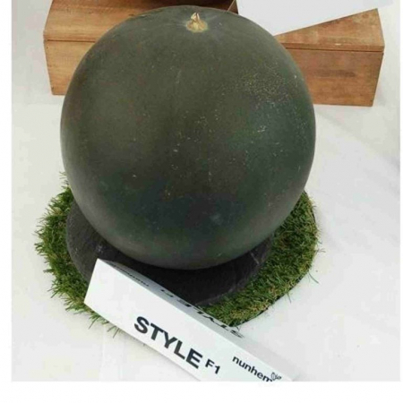 Seminte de pepeni verzi - Seminte pepene verde Style F1 - 500 seminte
